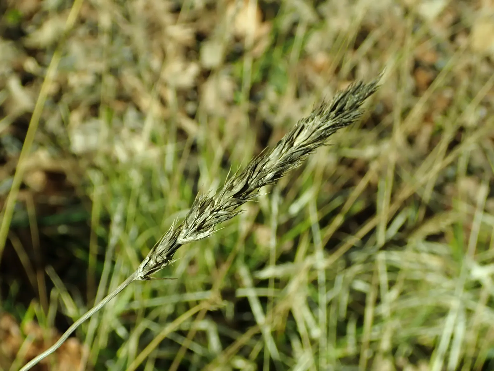 Sesleria Autumnalis plant in natural habitat - complete guide