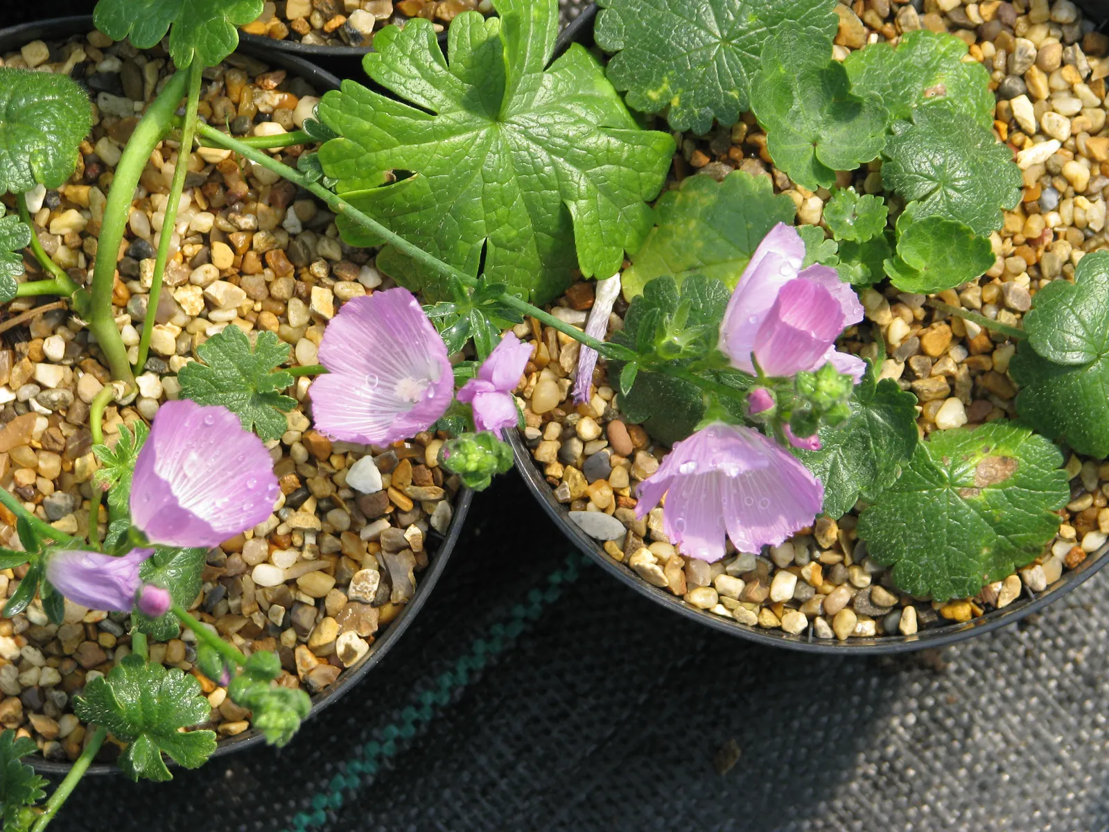 Sidalcea Malviflora plant in natural habitat - complete guide