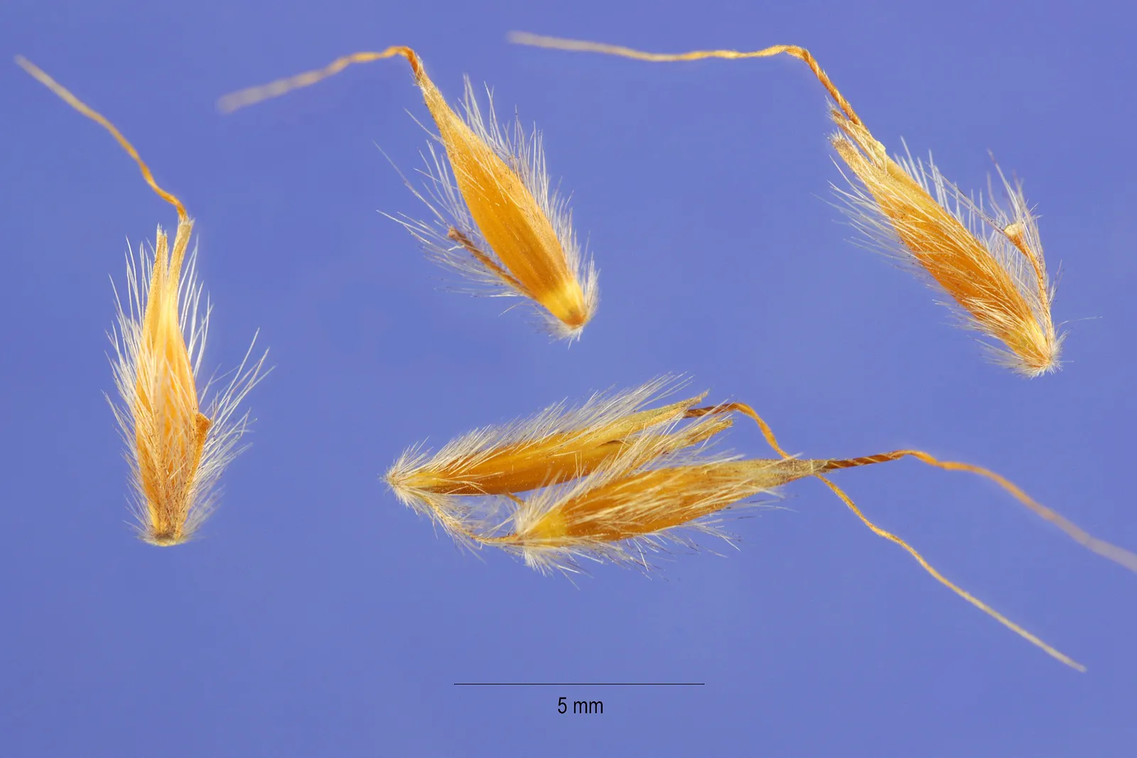 Sorghastrum Nutans plant in natural habitat - complete guide