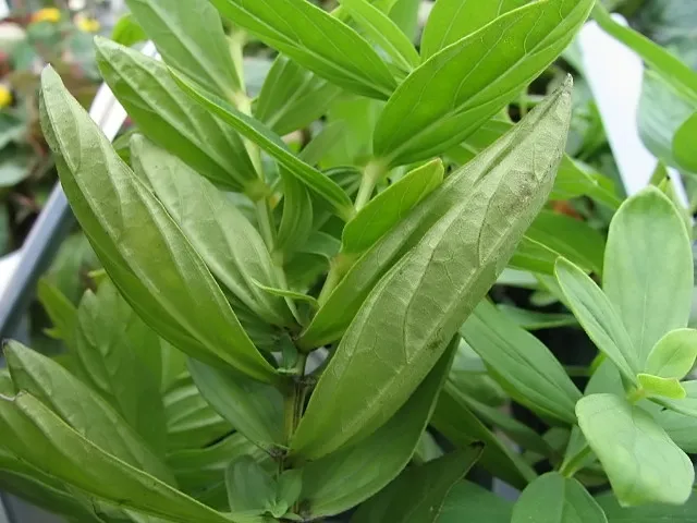 Spigelia Marilandica plant in natural habitat - complete guide