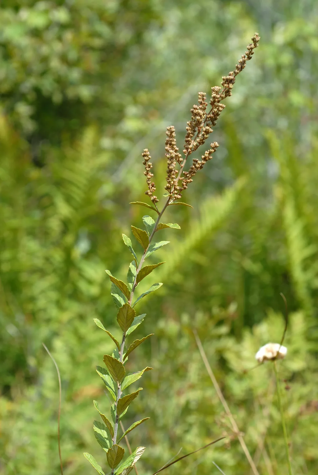 Spiraea Tomentosa plant in natural habitat - complete guide