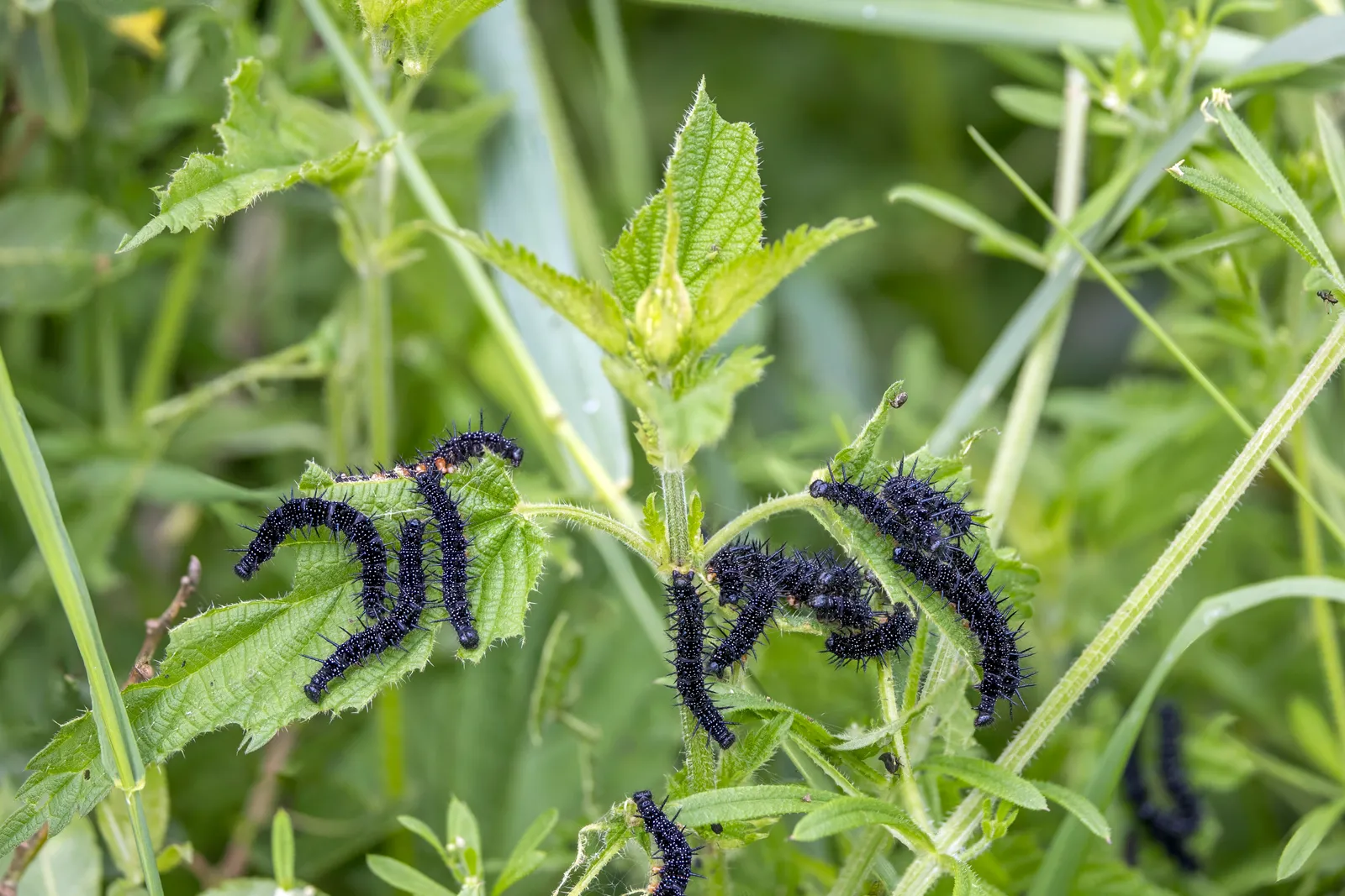 Nettle plant in natural habitat - complete guide