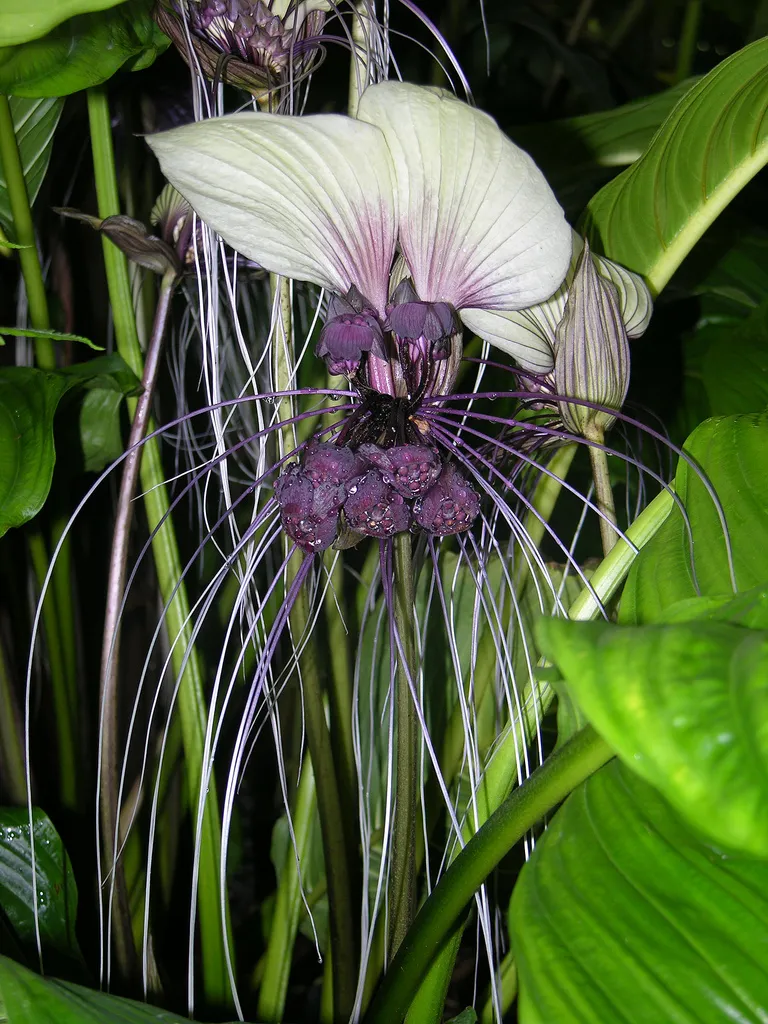 Tacca Integrifolia plant in natural habitat - complete guide
