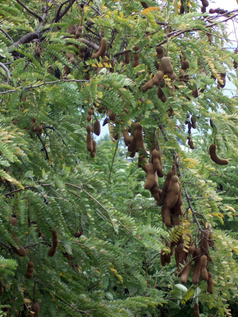 Tamarind plant in natural habitat - complete guide