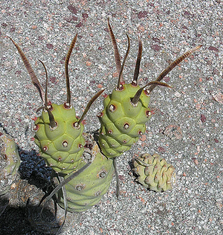 Tephrocactus Articulatus plant in natural habitat - complete guide