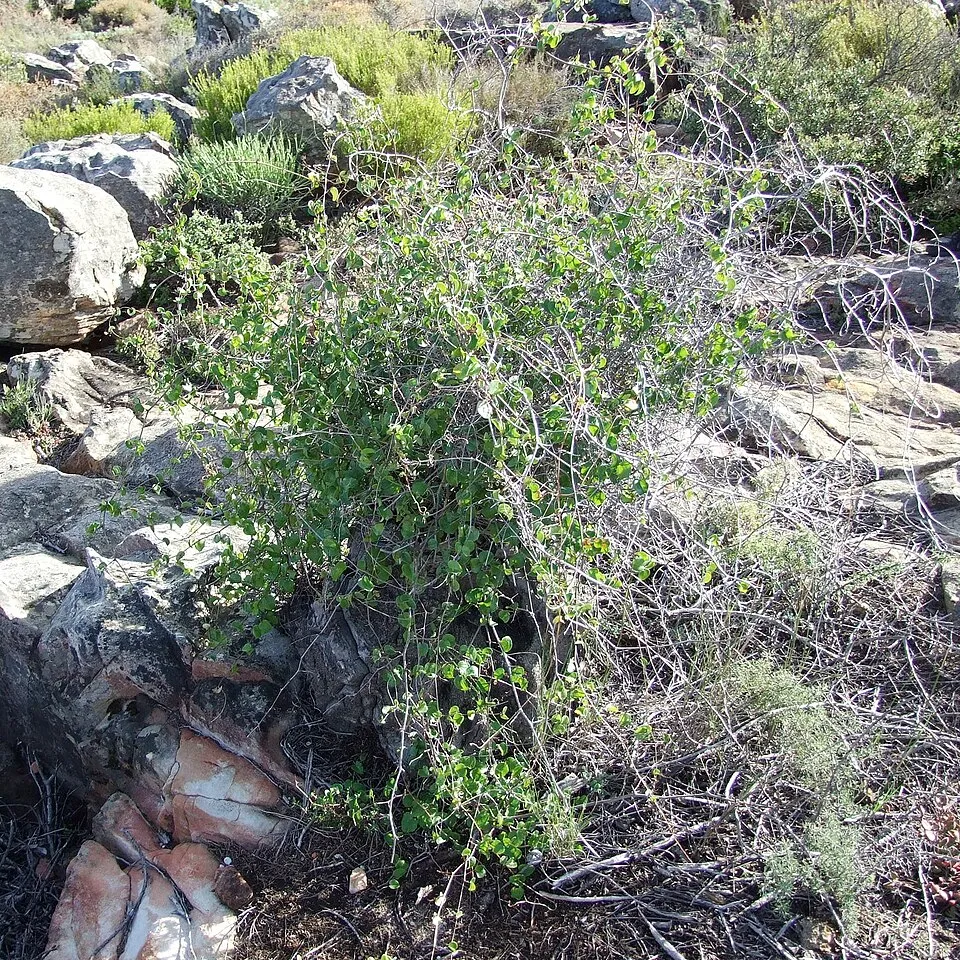 Testudinaria plant in natural habitat - complete guide