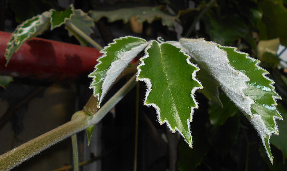 Tetrastigma Voinierianum plant in natural habitat - complete guide