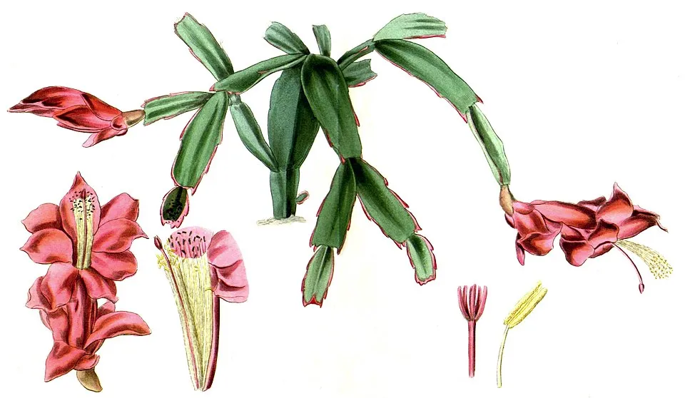 Thanksgiving Cactus plant in natural habitat - complete guide
