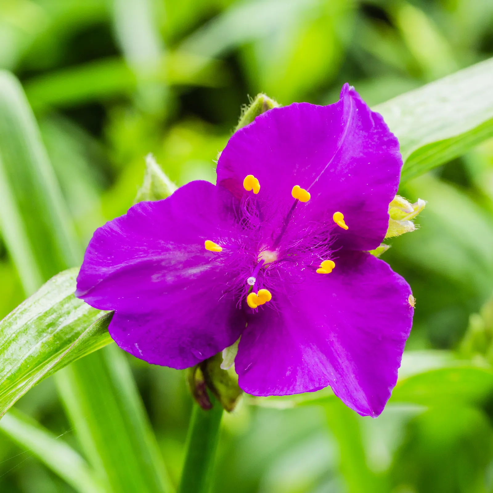 Tradescantia Garden plant in natural habitat - complete guide