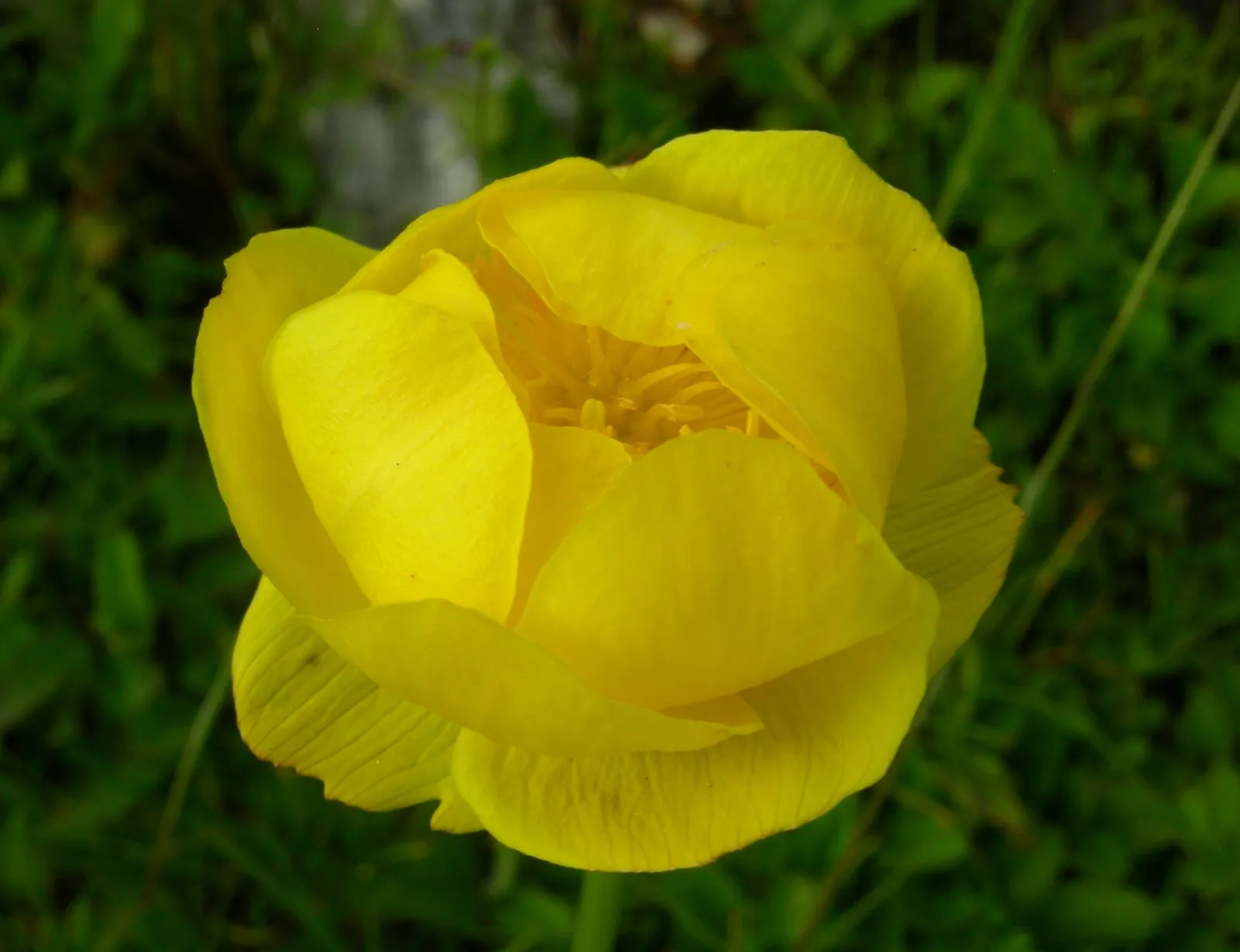 Trollius Europaeus plant in natural habitat - complete guide