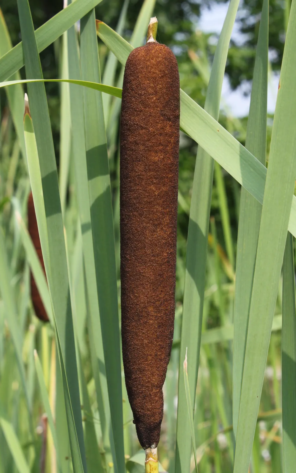 Typha Latifolia plant in natural habitat - complete guide