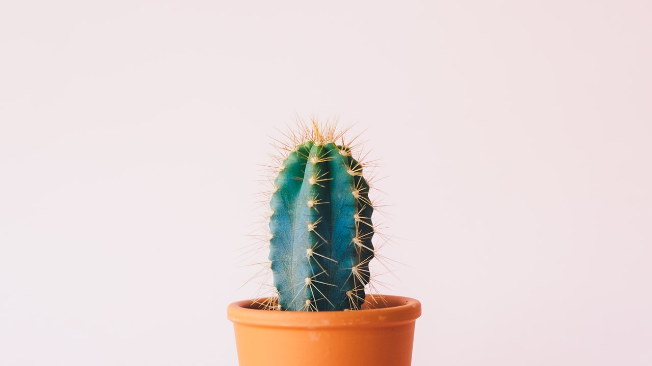 Phyteuma plant in natural habitat - complete guide