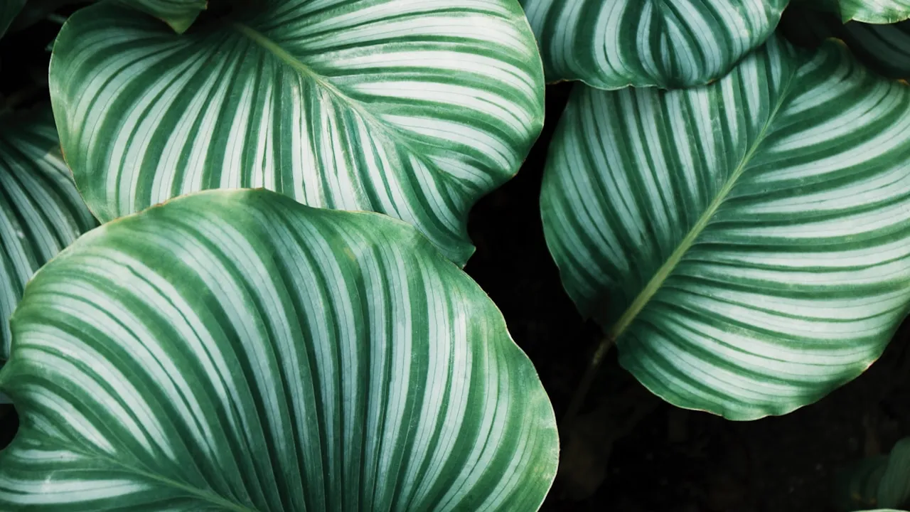 Brooklime plant in natural habitat - complete guide