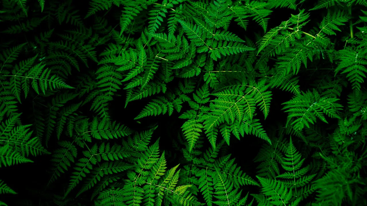 Leea plant in natural habitat - complete guide