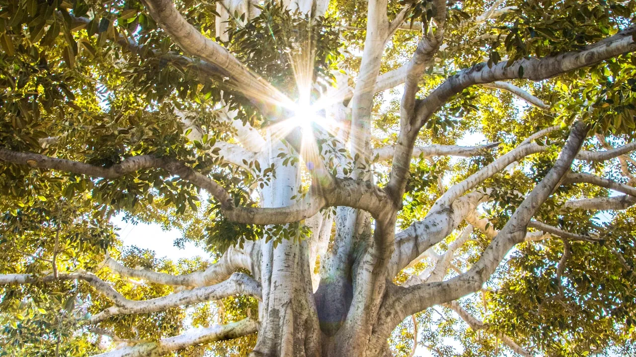 Pau Pereira plant in natural habitat - complete guide