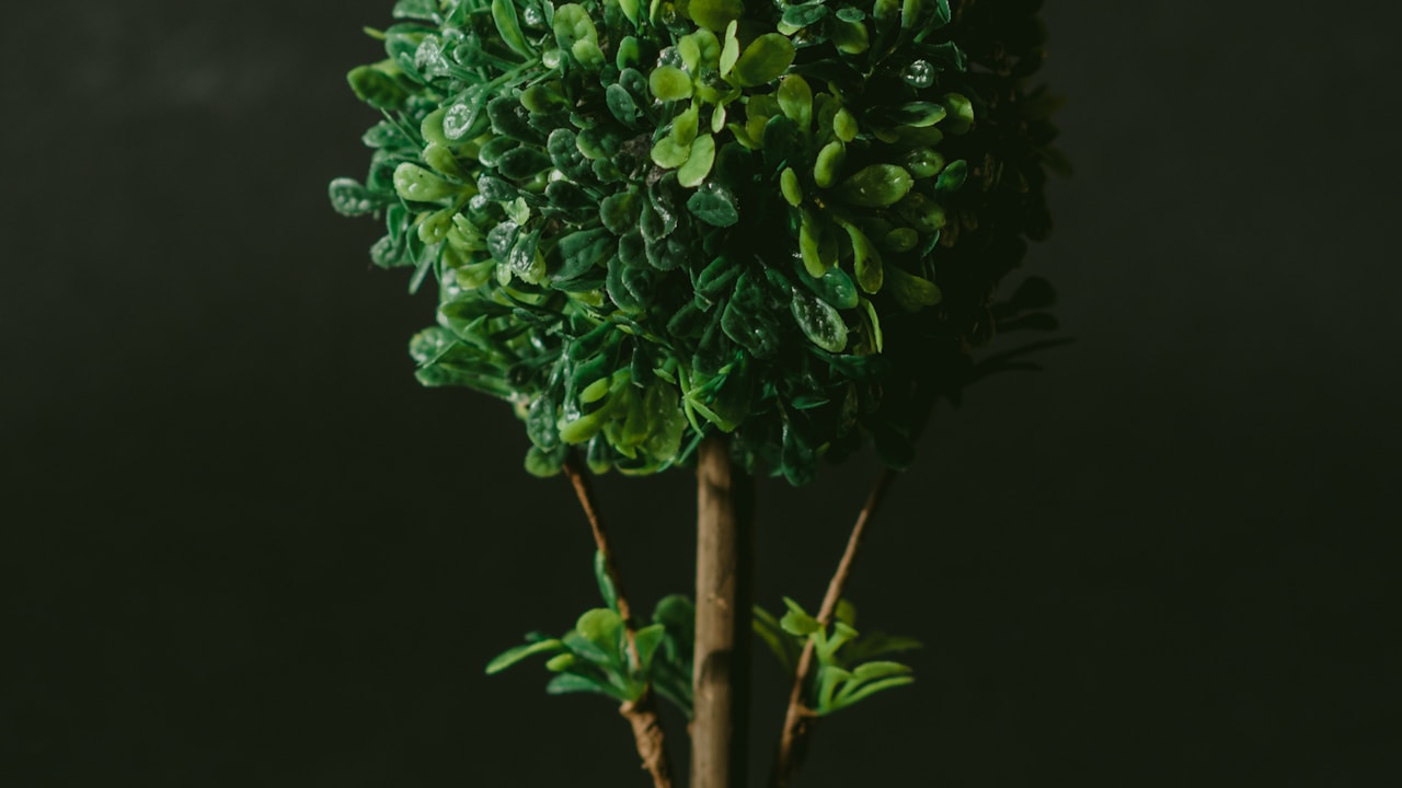 Ficus Elastica Ruby plant in natural habitat - complete guide