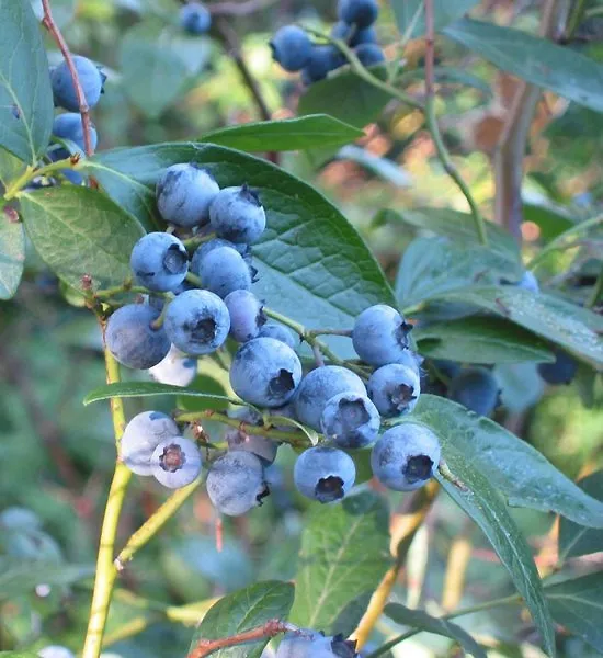 Vaccinium Corymbosum plant in natural habitat - complete guide