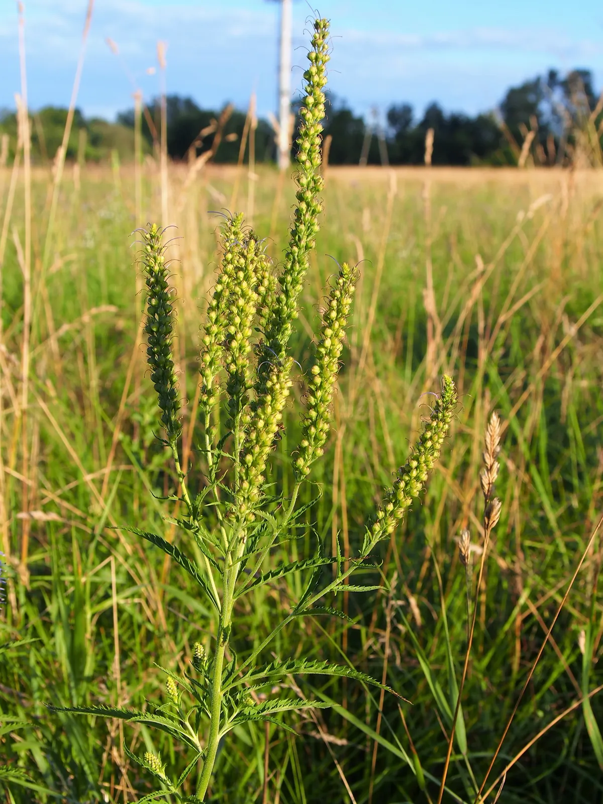 Veronica Longifolia plant in natural habitat - complete guide