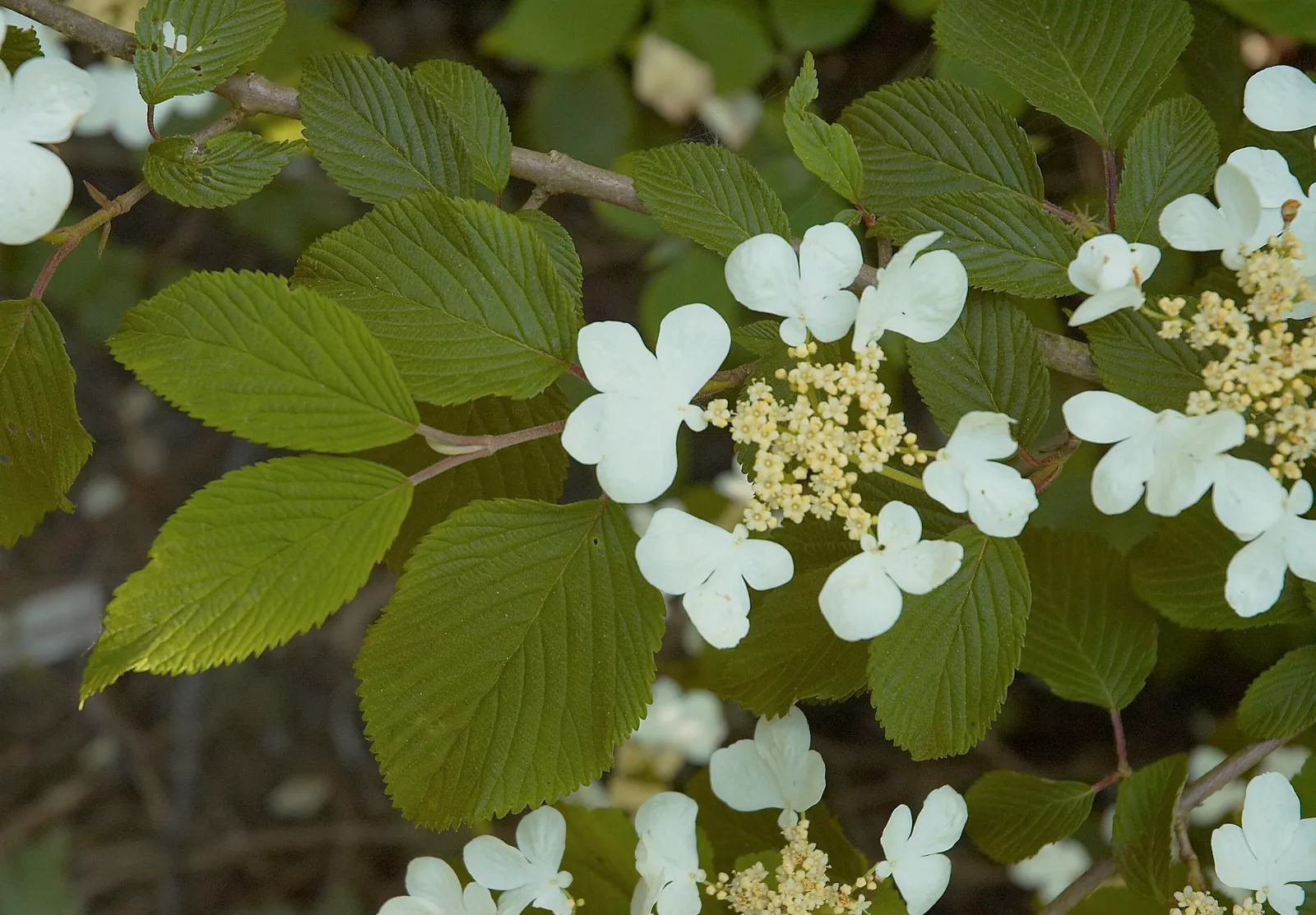Viburnum Garden plant in natural habitat - complete guide
