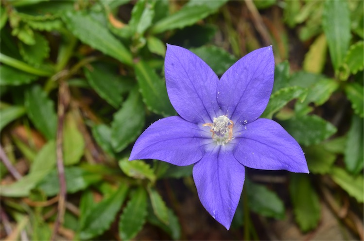 Wahlenbergia plant in natural habitat - complete guide