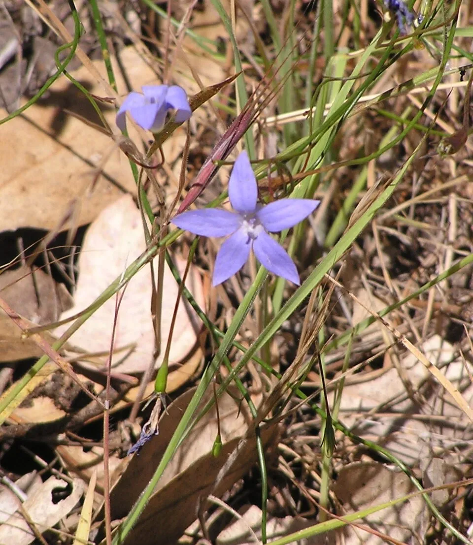 Wahlenbergia Stricta plant in natural habitat - complete guide