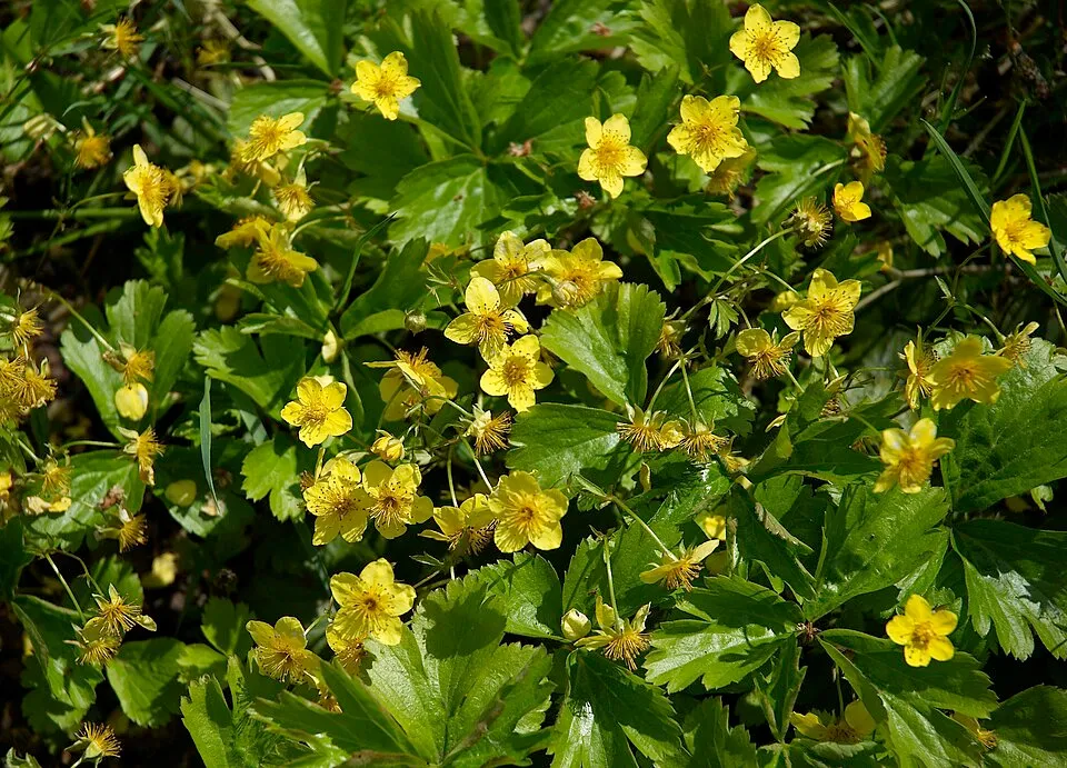 Waldsteinia plant in natural habitat - complete guide