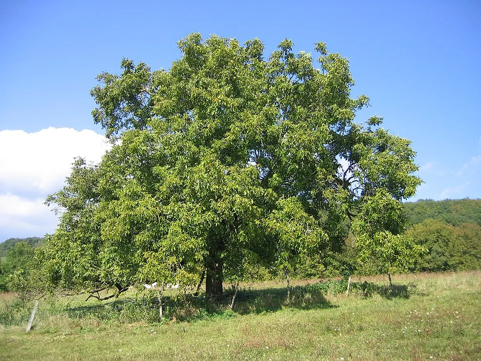 Walnut Tree plant in natural habitat - complete guide