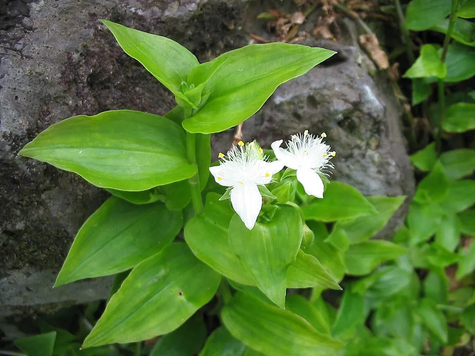 Wandering Jew plant in natural habitat - complete guide