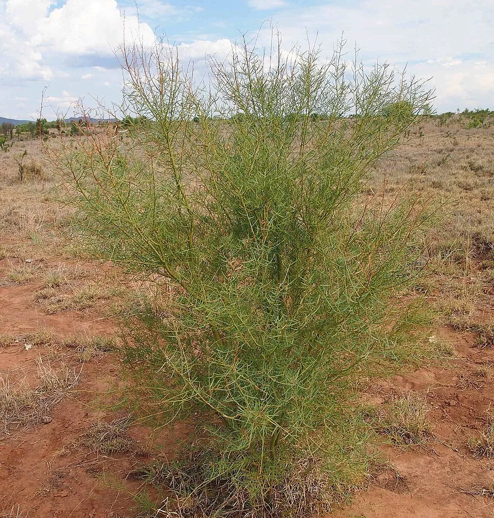 Wattle Seed plant in natural habitat - complete guide