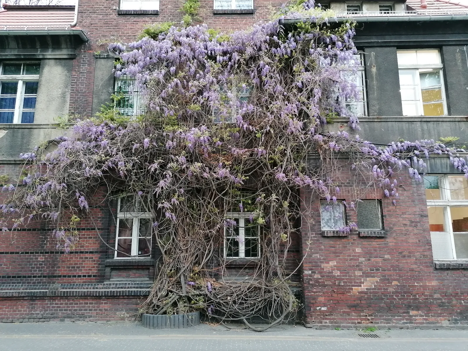 Wisteria Floribunda plant in natural habitat - complete guide