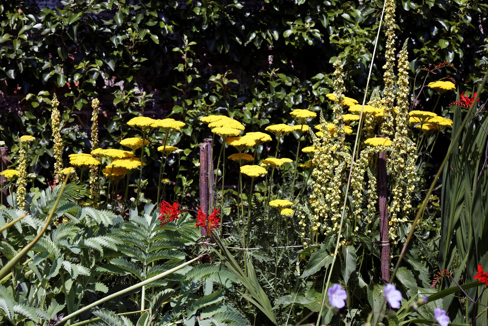 Yarrow Garden plant in natural habitat - complete guide