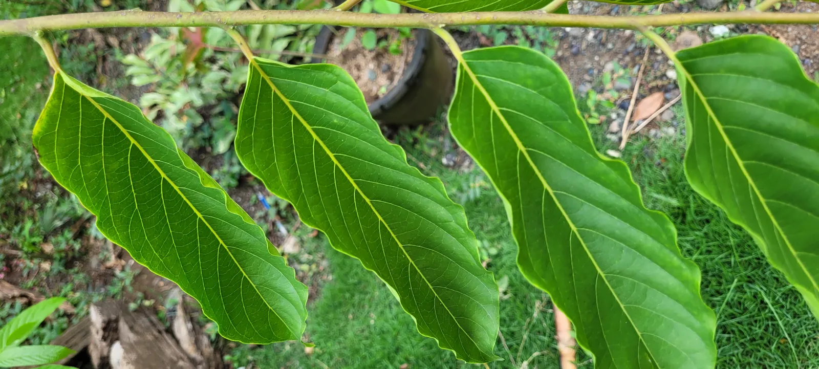 Ylang Ylang plant in natural habitat - complete guide
