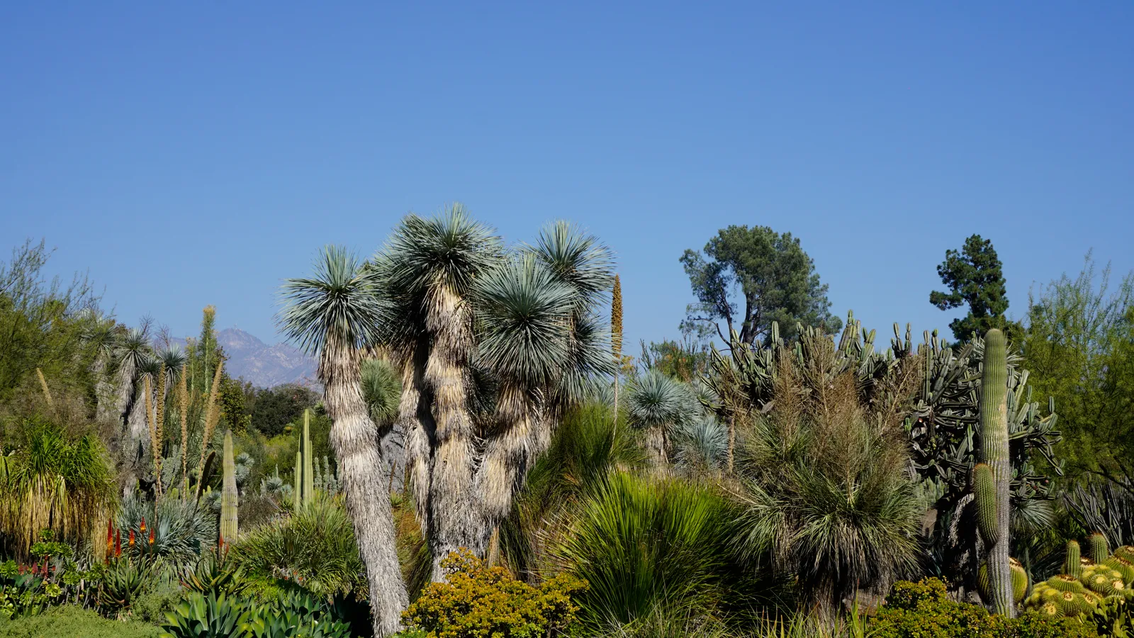 Yucca Garden plant in natural habitat - complete guide