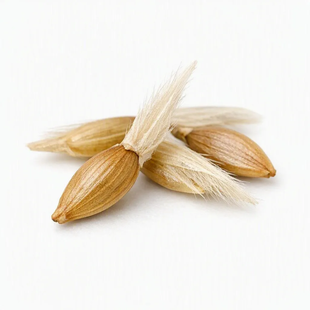 Abelia Seed — botanical anatomy illustration