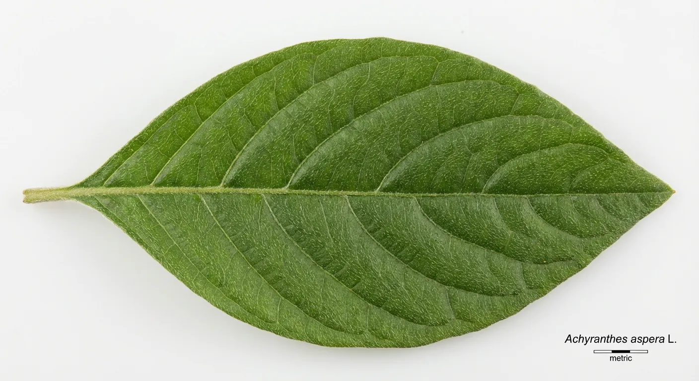Achyranthes aspera Leaf — botanical anatomy illustration