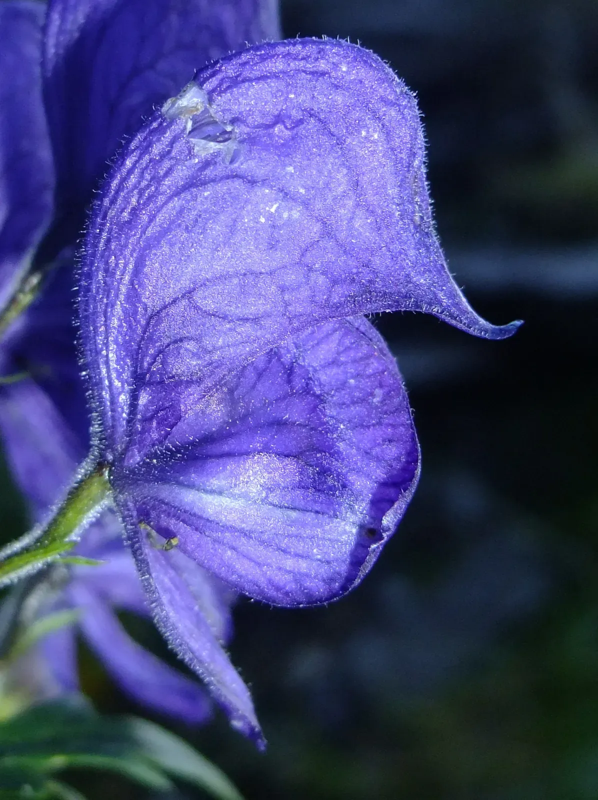Aconitum Napellus Flower — botanical anatomy illustration