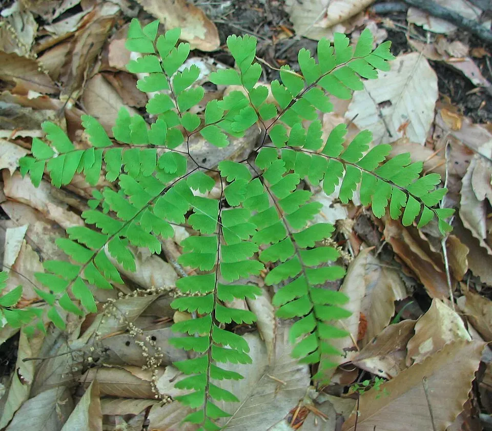 Adiantum Pedatum Leaf — botanical anatomy illustration