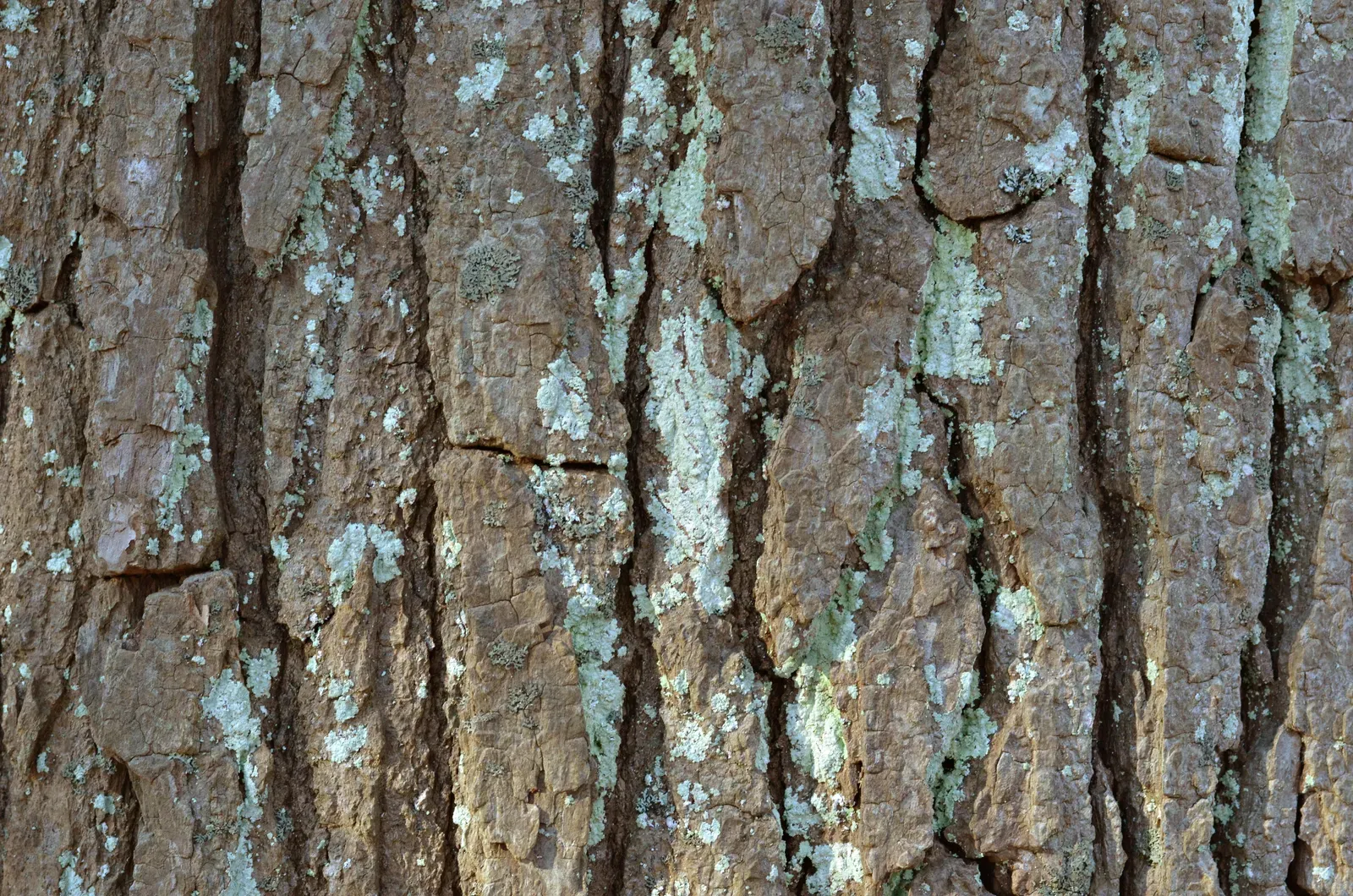Aesculus Parviflora Bark & Stem — botanical anatomy illustration