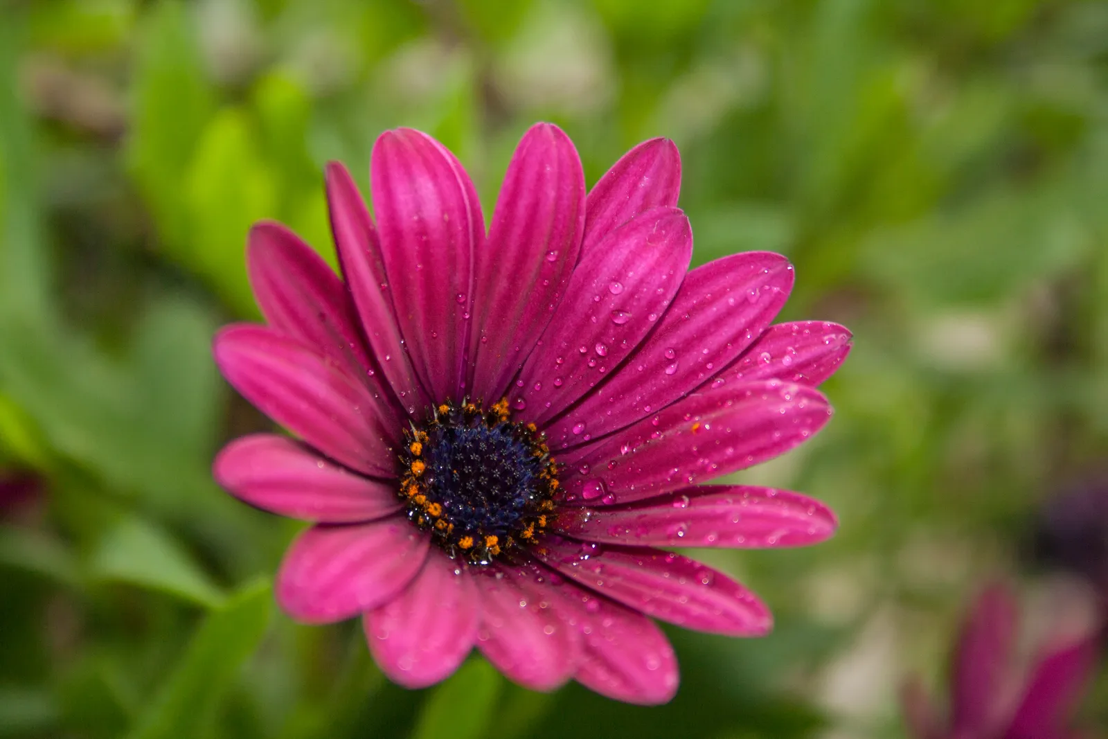 African Daisy Flower — botanical anatomy illustration