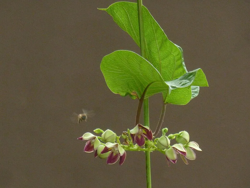 African Ginseng Flower — botanical anatomy illustration