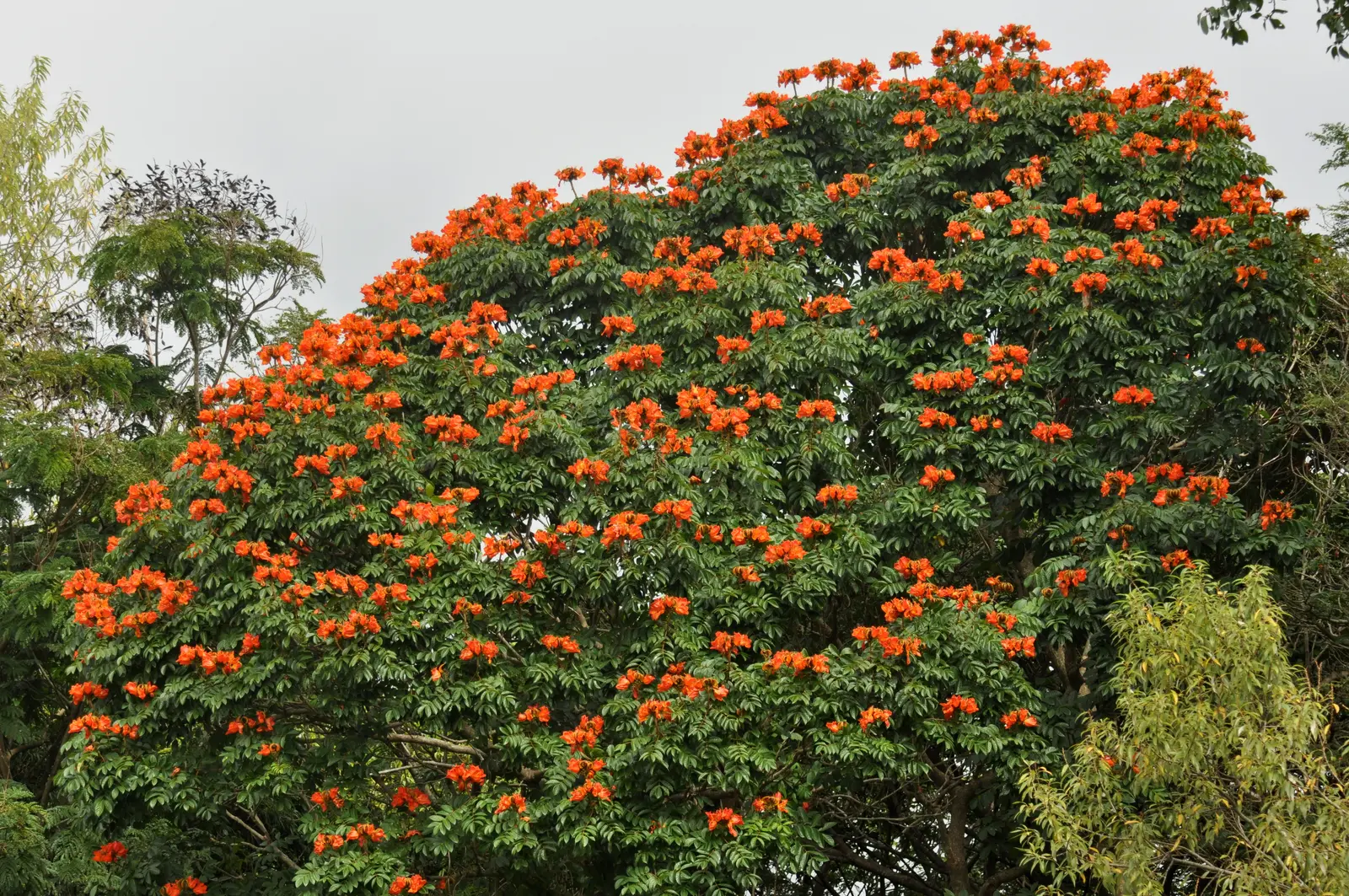 African Tulip Tree Flower — botanical anatomy illustration