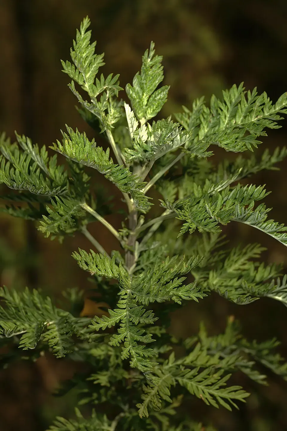 African Wormwood Leaf — botanical anatomy illustration