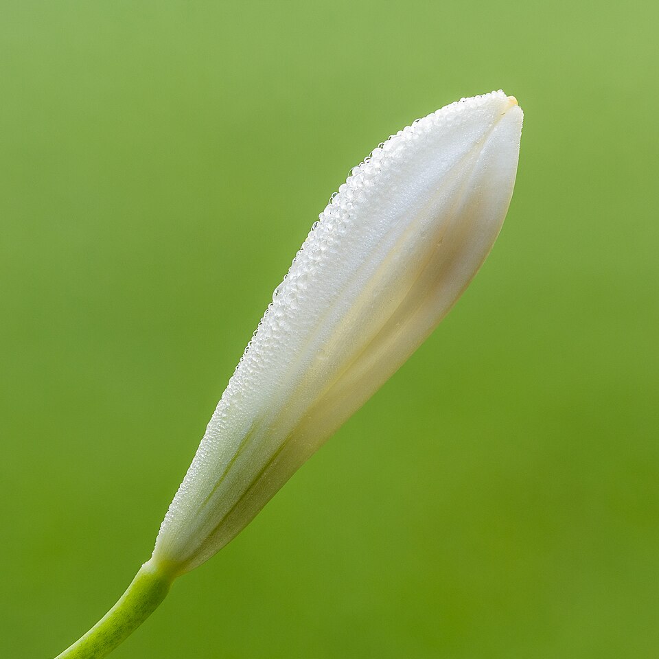 Agapanthus White Flower — botanical anatomy illustration