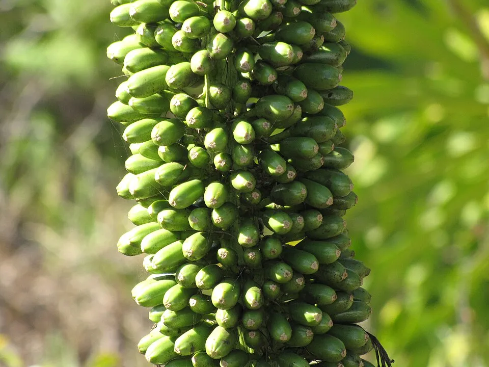 Agave Attenuata Fruit — botanical anatomy illustration