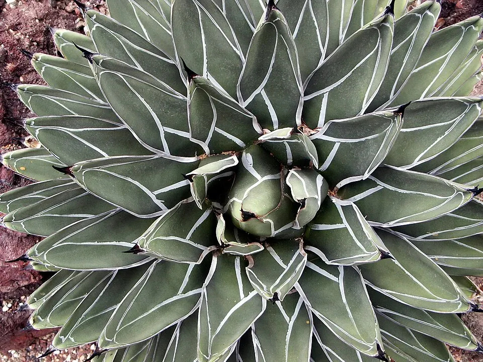 Agave Victoria Reginae Leaf — botanical anatomy illustration
