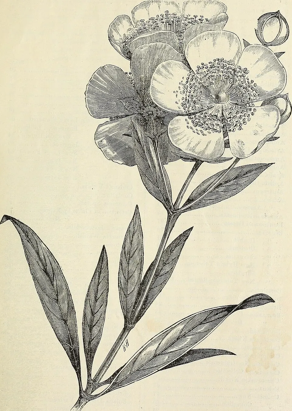 Aglaonema Pink Dalmatian Flower — botanical anatomy illustration
