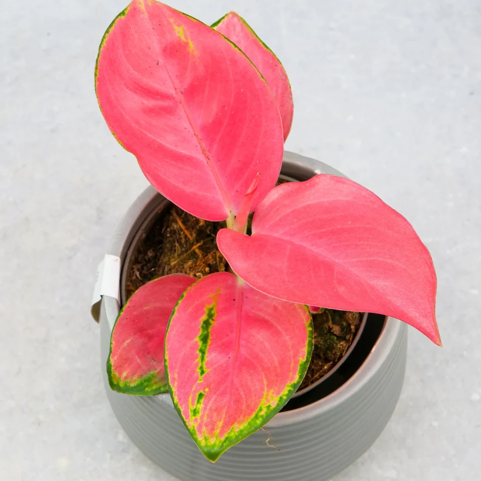 Aglaonema Pink Leaf — botanical anatomy illustration