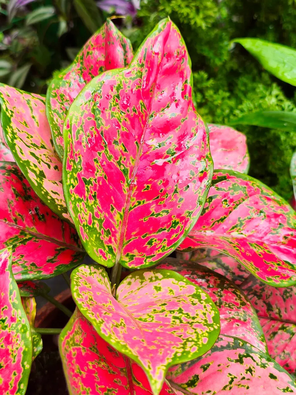 Aglaonema Red Leaf — botanical anatomy illustration