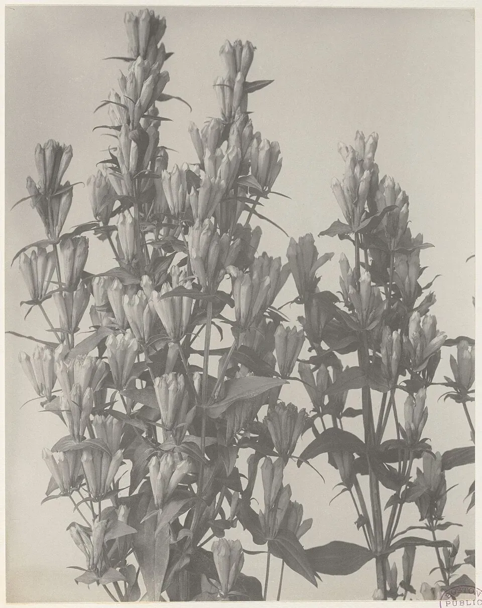 Ague Weed Flower — botanical anatomy illustration
