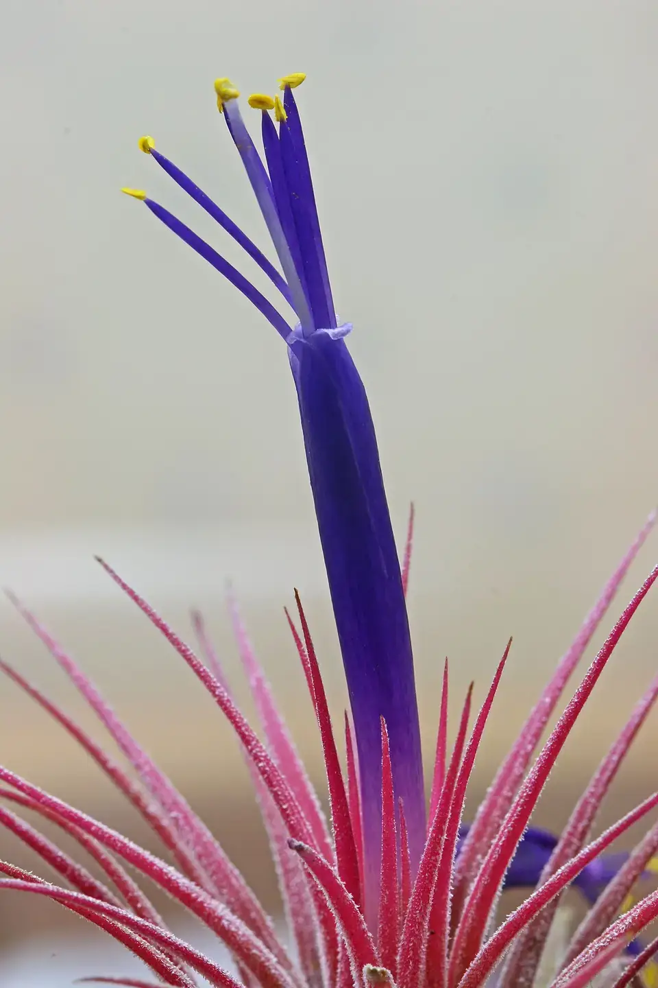 Air Plant Flower — botanical anatomy illustration